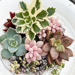 レア品種アトランティス入り‼️気まぐれ寄せ植え♡⃛鉢ごと＊多肉植物
