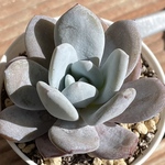 【ラウイ　エケベリア】♡韓国苗♡多肉植物