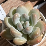 【アイスグリーン　エケベリア】♡韓国苗♡多肉植物
