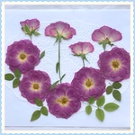 押し花＊薔薇(ピンク)