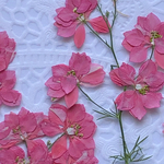 押し花＊千鳥草(ピンク色)枝・葉付き