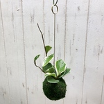 斑入り   ホヤ　カルノーサ  苔玉 ハンギング