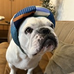 ウキウキ　パッチワーク柄（ブルー）サンバイザー　フレンチブルドッグ用　