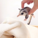 【momo様ご予約品】フクロモモンガちゃん　ベビー