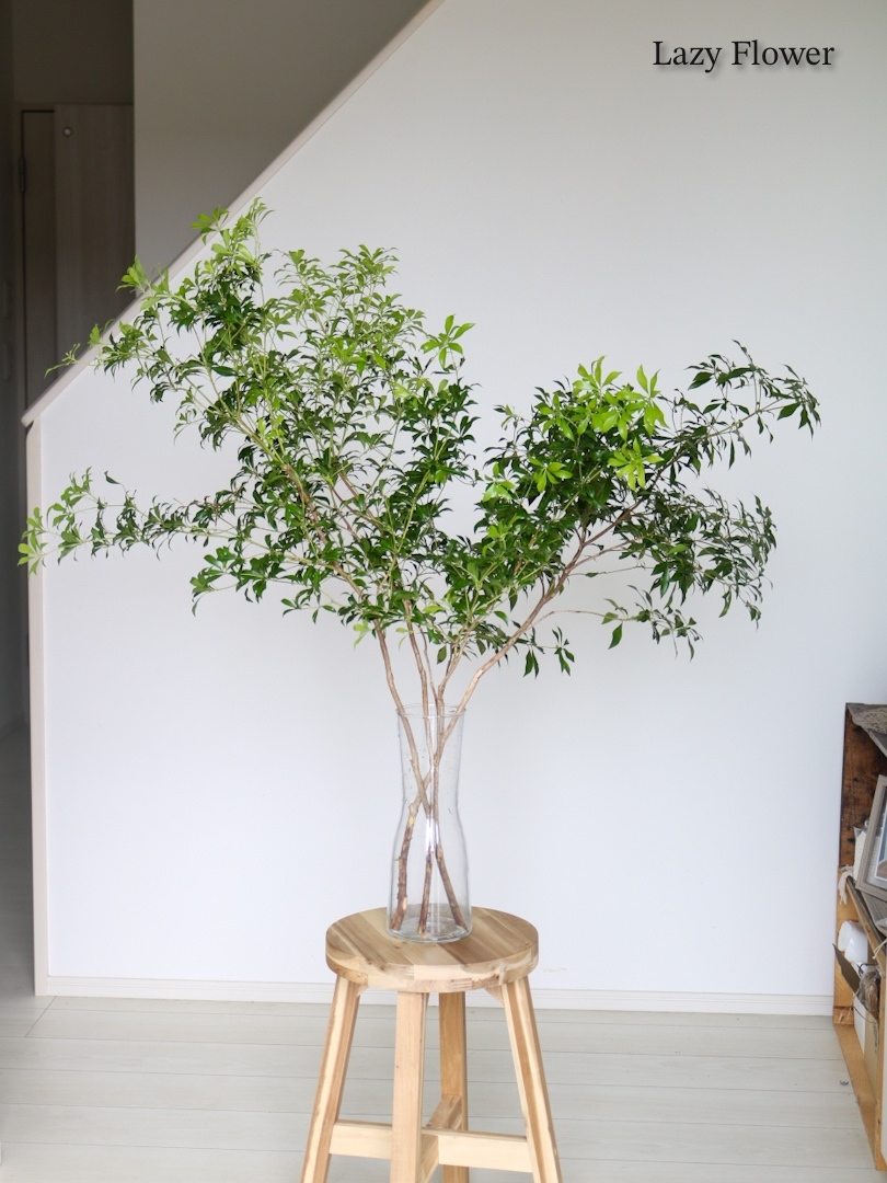 アセビ 90cm 2本 枝物 枝 インテリア 観葉植物 木 馬酔木 アシビ