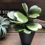 ハートホヤ♡ハートの葉っぱ♡多肉植物♡観葉植物