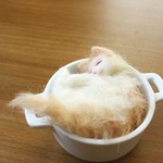 小なべ猫　ふわちゃ　★ご予約品