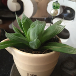 多肉植物アレンジ