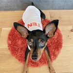 名入れオーダー犬服 ウォータークール タンクトップ ホワイト