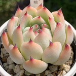 レア品種！★水蜜桃 多肉植物 自家栽培 国産