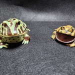 ツノガエル2匹セット