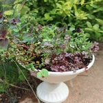 季節の花の寄せ植え　ペチュニア ジュリエットの花籠③
