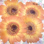 ♡new♡作家様必見♡ 人気のガーベラがいっぱい♡ 押し花セット