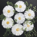 デージーの押し花