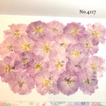 ♡new♡作家様必見♡ 人気のさくらがいっぱい♡ 押し花セット