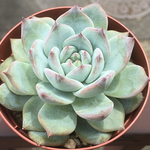 ブルーバード☆エケベリア☆多肉植物