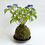 🌱プレゼント・インテリアに🌱　紫陽花（アジサイ）のコケ玉（送料込み）