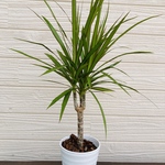 ドラセナ　コンシンネ　開運☆観葉植物