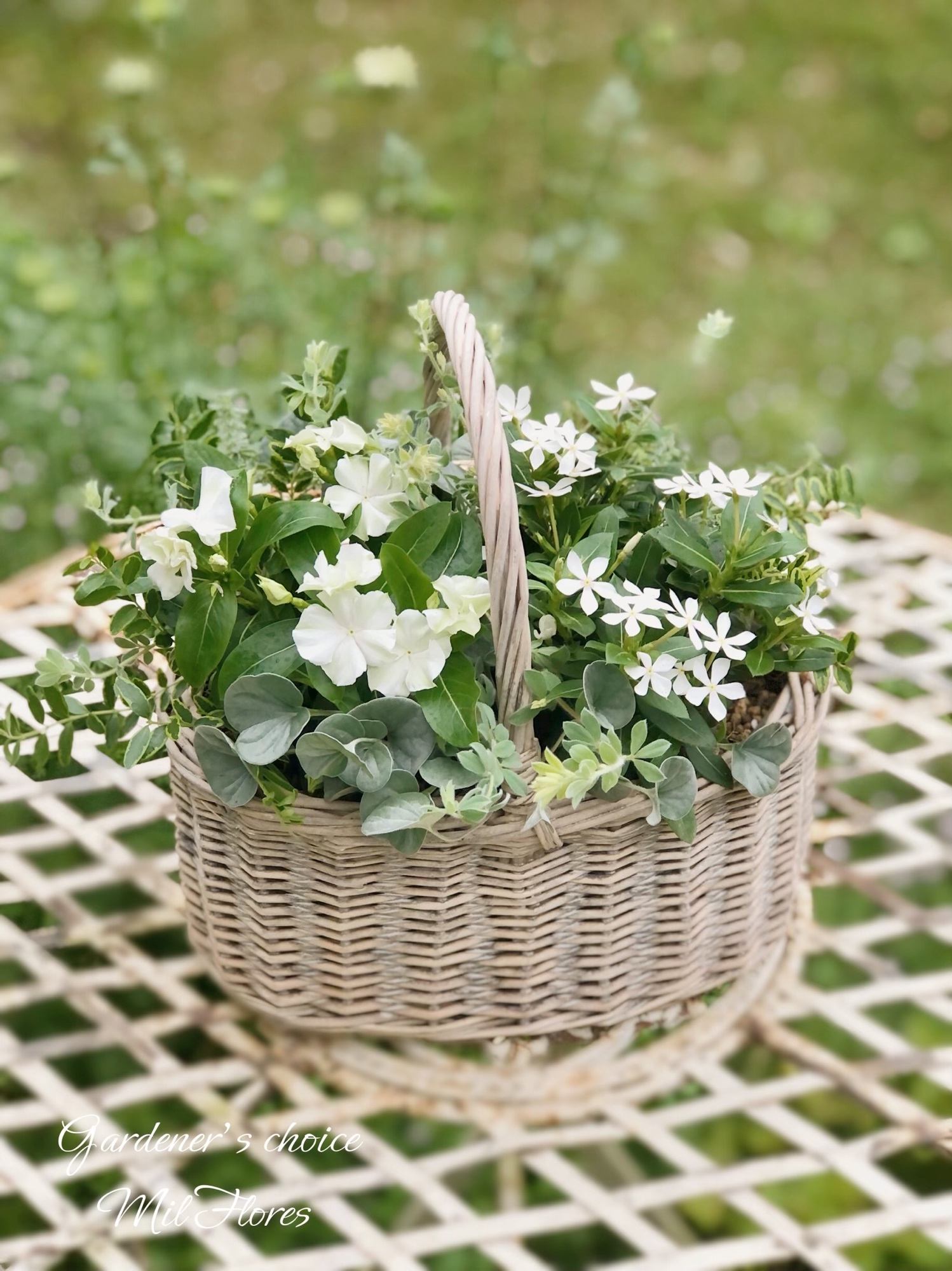 ニチニチソウ𓈒𓏸サマーミント&フェアリースター𓈒𓏸グレイッシュ