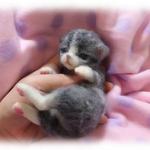 生まれたてのネコしゃんＮｏ．4