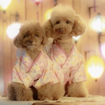 犬服　オーダー　女の仔用  浴衣 