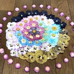 け⑤ macoronが作った初夏の可愛いお花たちのドライフラワー‼️