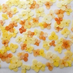 ★　黄色系アナベル　押花素材　★