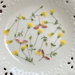 ゴールドダスト(押し花)