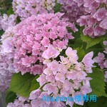 ※送料無料※ ハーバリウムボールペン