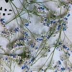 押し花　ブルーファンタジー　のセット　No.306407