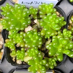 レッドベリー　2ポット　セダム　多肉植物　寄せ植え