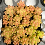 ホワイトストーンクロプ　ばらまきセダム　多肉植物　寄せ植え