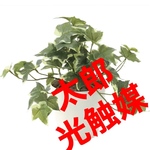 光触媒　人工観葉植物　フェイクグリーン　フレッシュ斑入りアイビ-S