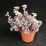 このまま飾れるパープルヘイズ　多肉植物