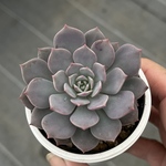 モゼラ　多肉植物