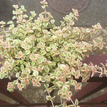 リトルミッシー☆セダム☆多肉植物