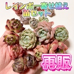 【再再再販20】🌺レインボーミニ苗セット🌺【予約購入限定販売】２０個＋２個