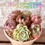 新🌸レインボー寄せ植えセット🌸【予約受付ホーム】【限定販売】