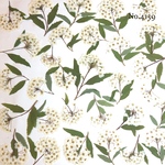 ♡new♡作家様必見♡ 人気のコデマリがいっぱい♡押し花セット♡