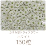 ホワイト かすみ草ドライフラワー 150粒