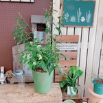 現品♡【レモンマートル】レモンよりレモンの香り♪お花も咲いて可愛い♡毎度楽しめます！グリーン器おおきめ