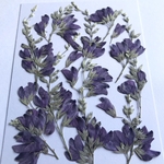 萩の押し花