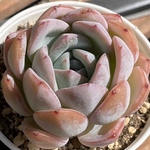 【ラウイ　エケベリア】♡韓国苗♡多肉植物