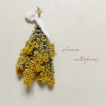 ༜三角葉アカシアのドライフラワースワッグ༜30cm