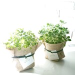 ●数量限定セット●新作●　2品種セット　 虫除けギフトにも◎ ミントの香り　”アロマティカス　MIX・2点セット　”　3.5号　多肉植物　観葉植物　ハーブ　虫よけ　室内・室外　ギフト　プレゼント