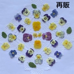 押し花＊ビオラmix(S)