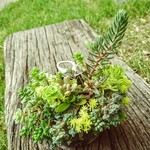 多肉植物の寄せ植え『b』