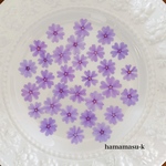 y様専用ページ[押し花素材72]  芝桜　パープル