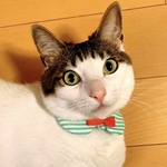 『エンターテイナー Green』おめかし猫さんのための＊付け襟首輪