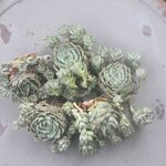 ハルビンゲリ　手に持っているのが1個になります＊多肉植物・エケベリア・カット苗
